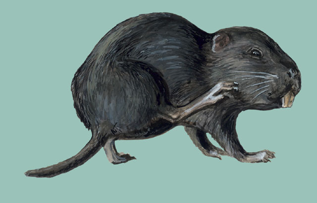 Deuterostomia