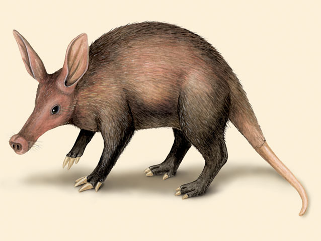 Orycteropus_afer