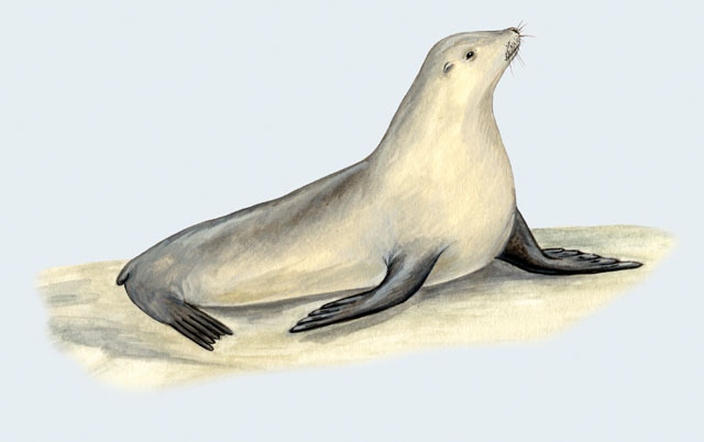 Deuterostomia