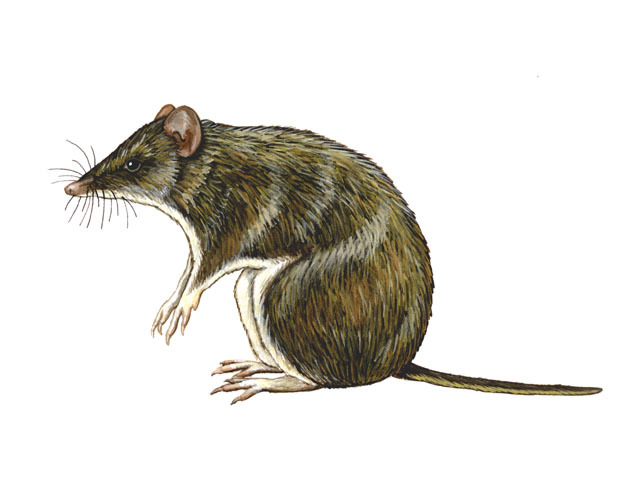 Deuterostomia