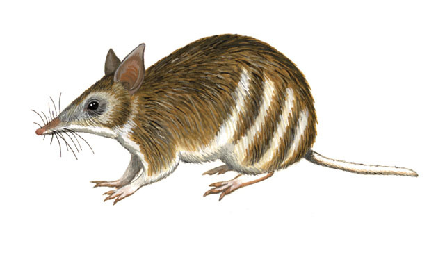 Deuterostomia