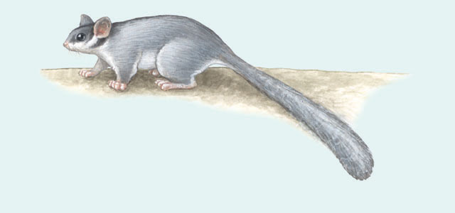 Deuterostomia