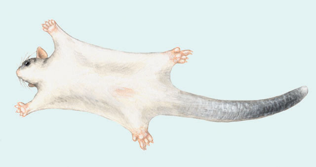 Diprotodontia