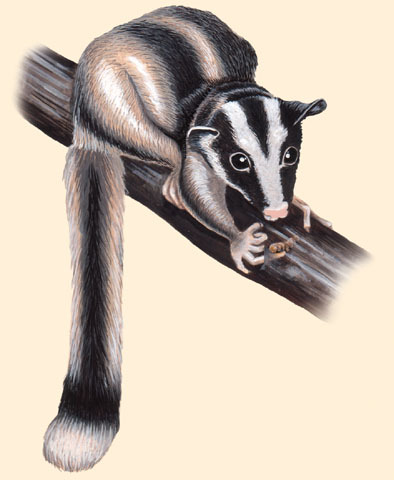 Deuterostomia