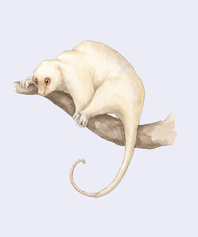 Deuterostomia