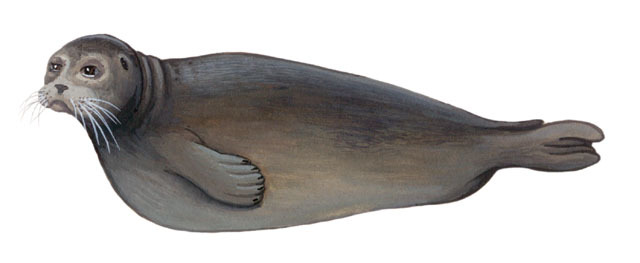 Euteleostomi