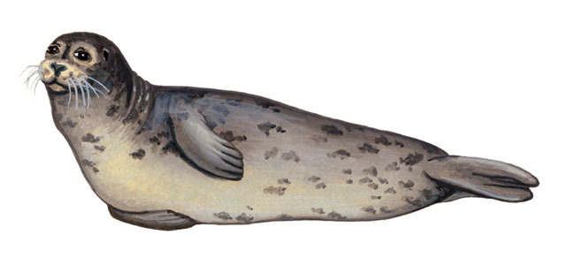 Phoca_vitulina