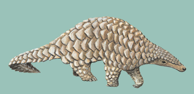 Deuterostomia