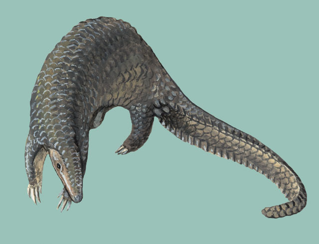 Vertebrata