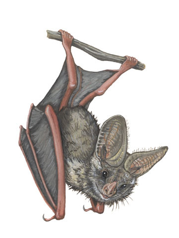 Sarcopterygii