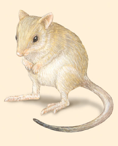 Bettongia_gaimardi