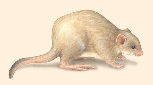 Bettongia_lesueur