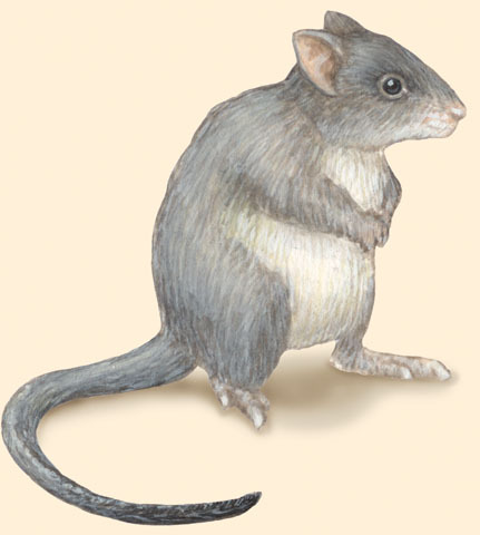 Bettongia_tropica