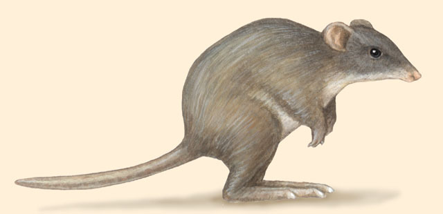 Craniata