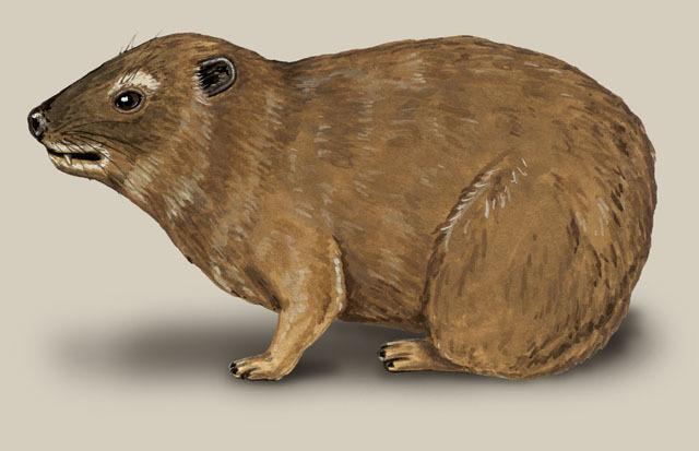 Deuterostomia