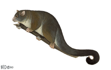 Diprotodontia