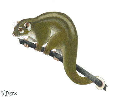 Diprotodontia