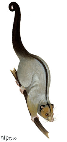 Pseudochirulus_canescens