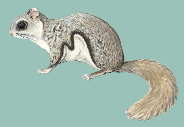 Deuterostomia