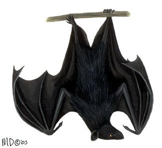 Chiroptera