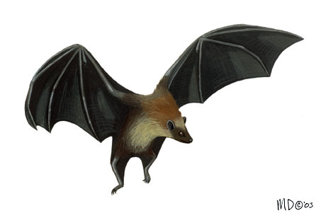 Chiroptera