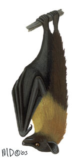 Deuterostomia