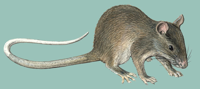 Craniata