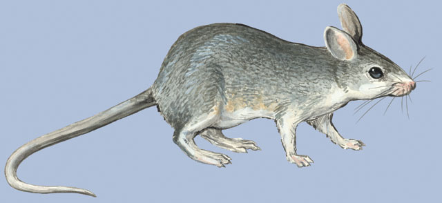 Craniata