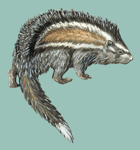 Sarcopterygii