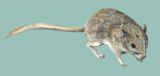 Deuterostomia