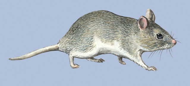 Tetrapoda