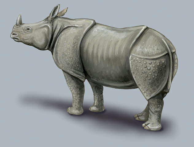 Rhinoceros_unicornis