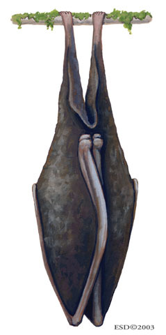 Rhinolophus_beddomei