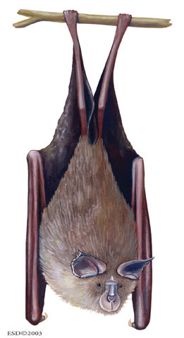 Rhinolophus_capensis