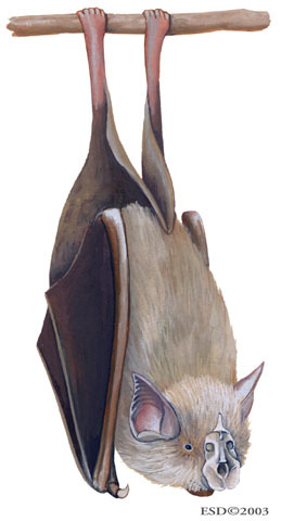 Rhinolophus_ferrumequinum