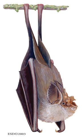 Rhinolophus_hipposideros