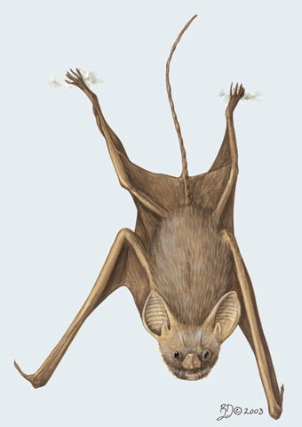 Craniata