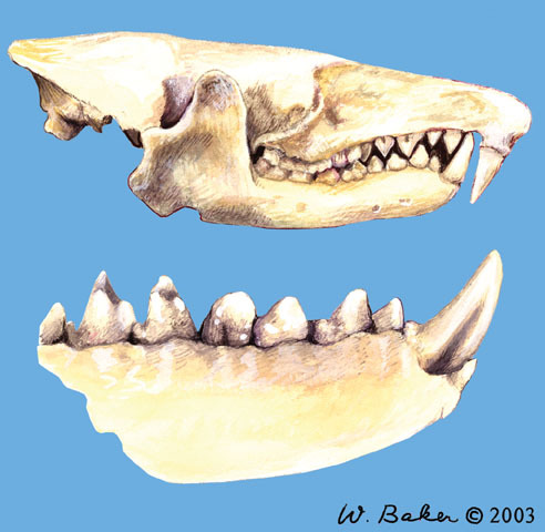 v12_id44_con_solteeth