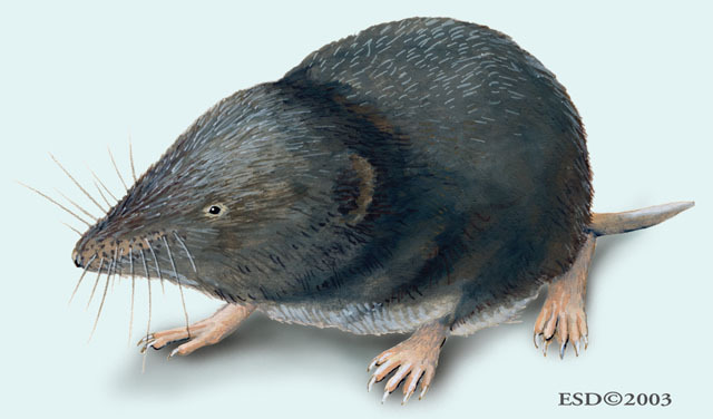 Deuterostomia