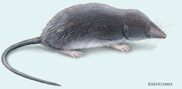 Craniata