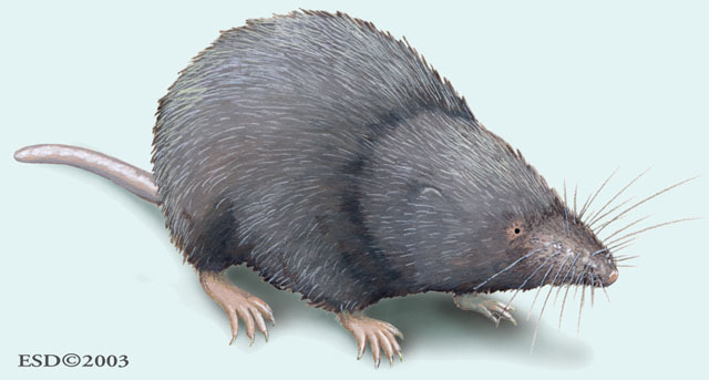 Deuterostomia