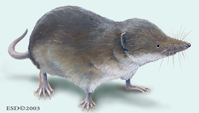 Deuterostomia