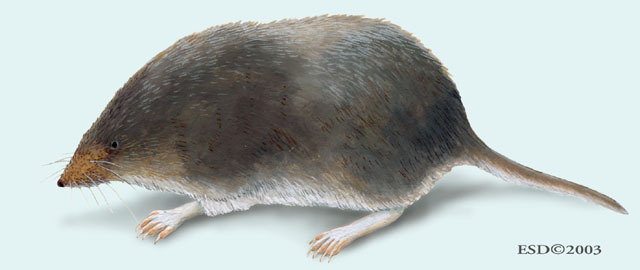 Deuterostomia