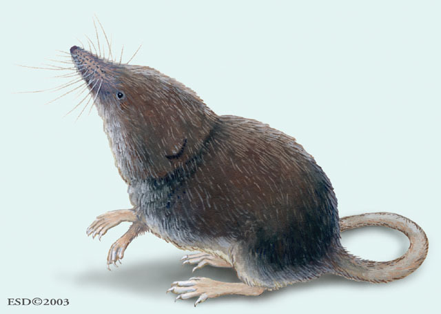 Sorex_minutus