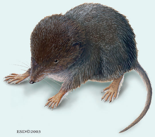 Craniata