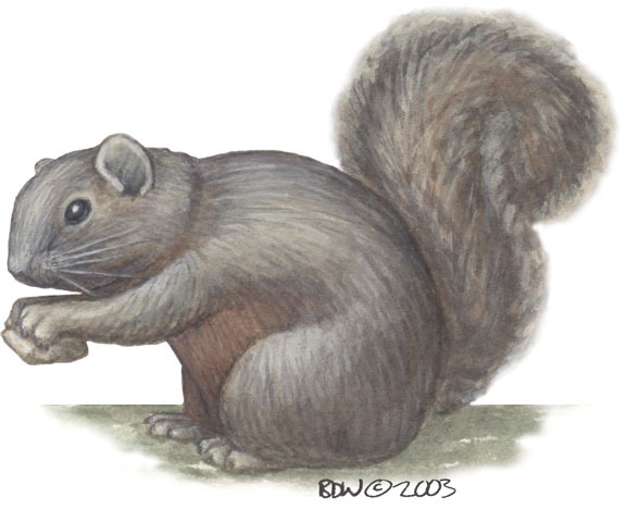 Sciuridae