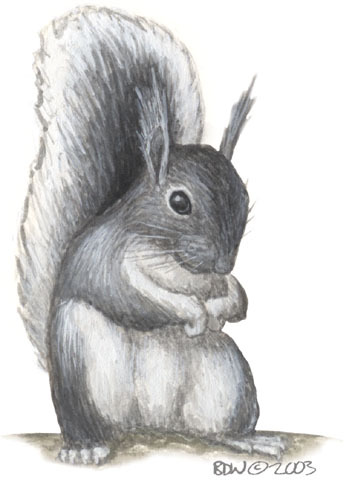 Sciurus_aberti