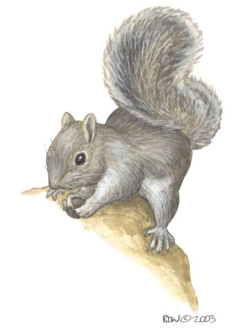 Sciurus_carolinensis