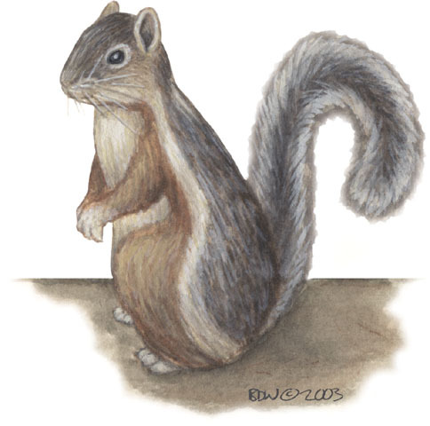 Sciurus_variegatoides