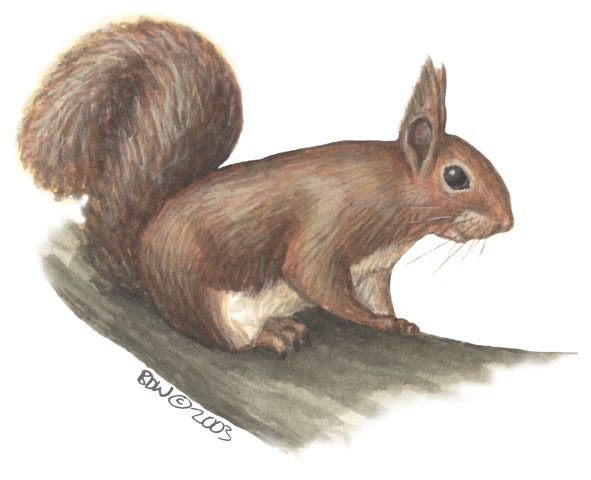 Sciurus_vulgaris